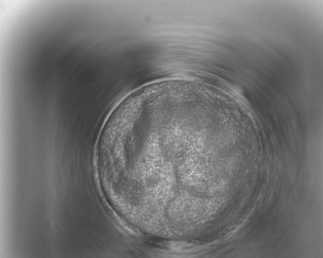 X0000068260907200605051746