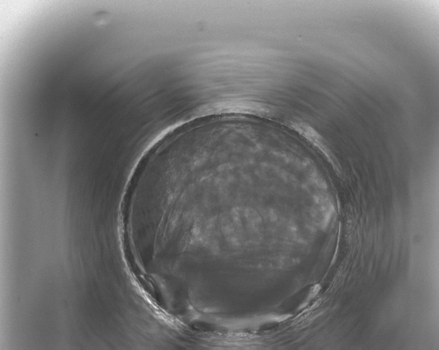 X0000068261024200605051744