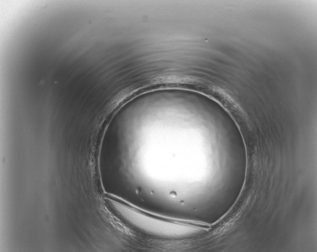 X0000068261025200605051744