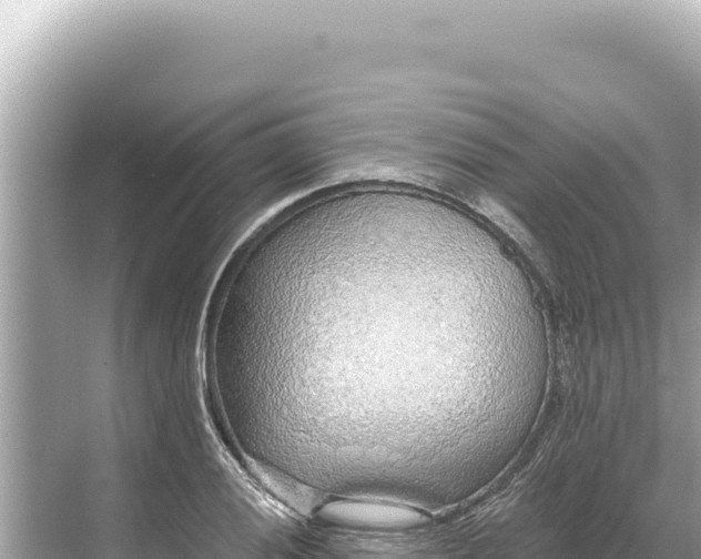 X0000068261028200605051744