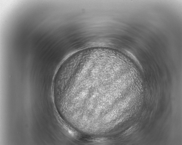 X0000068261035200605051744