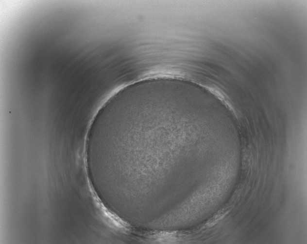 X0000068261038200605051744