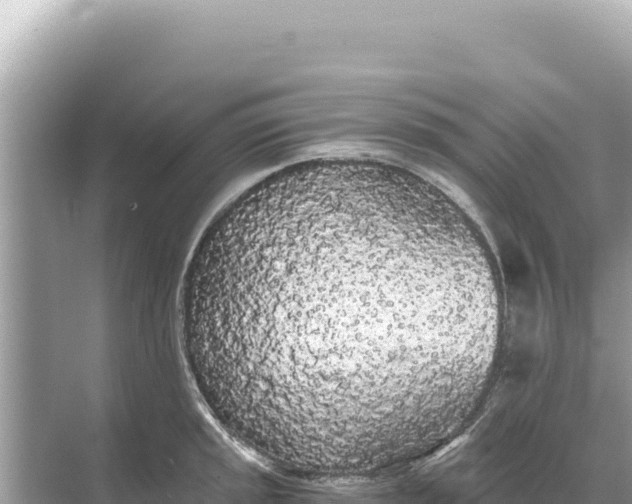 X0000068261045200605051744