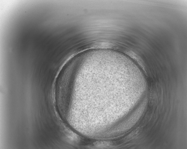 X0000068261083200605051743