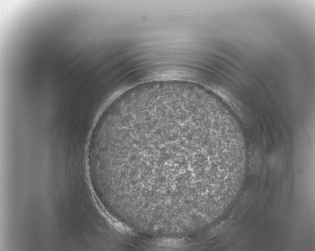 X0000068261086200605051743