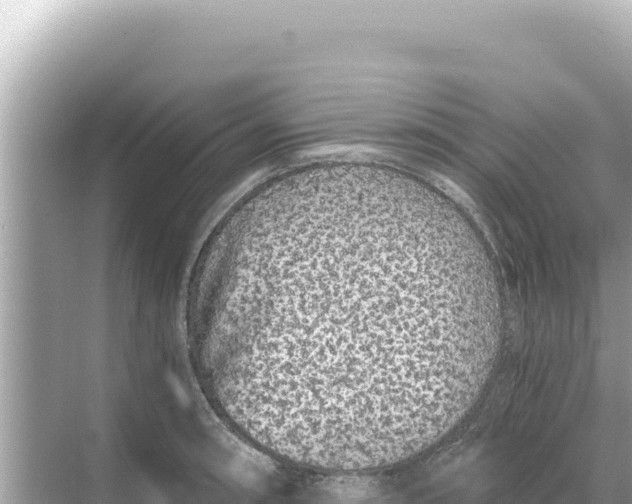 X0000068261090200605051743