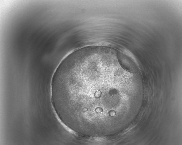 X0000068261095200605051743