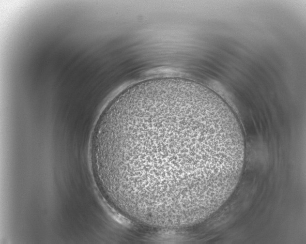 X0000068261098200605051743