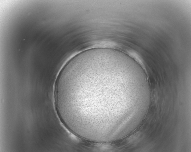 X0000068261103200605051742