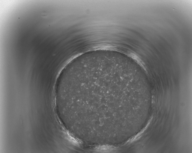 X0000068261117200605051742