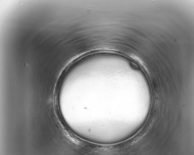 X0000068261125200605051742