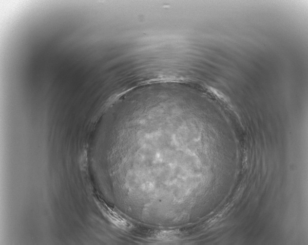 X0000068261161200605051742