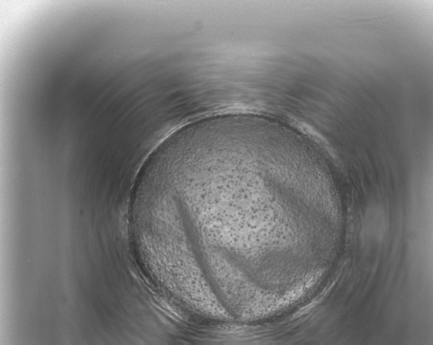 X0000068261170200605051741