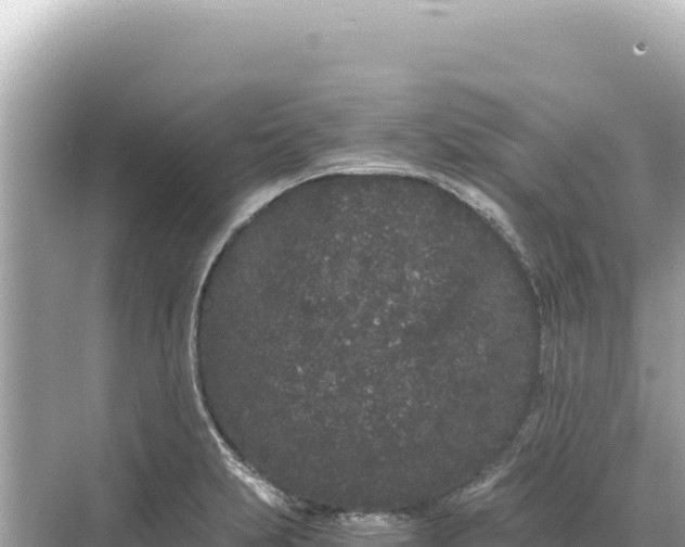 X0000068261231200605051741