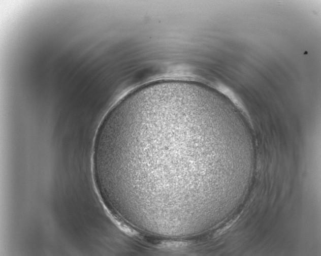 X0000068261237200605051741