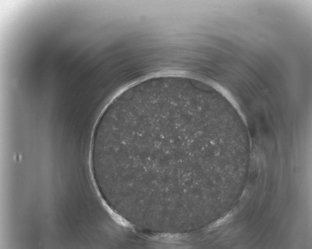 X0000068261245200605051741