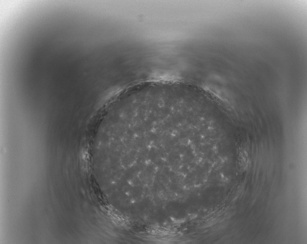 X0000068261254200605051740