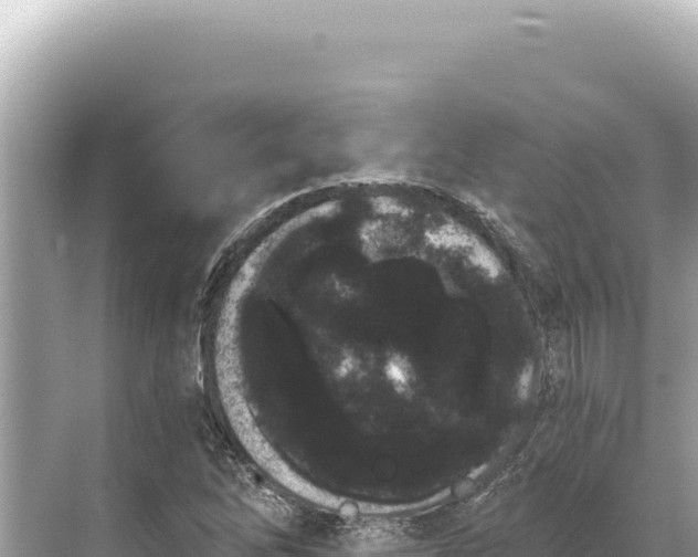 X0000068261262200605051740