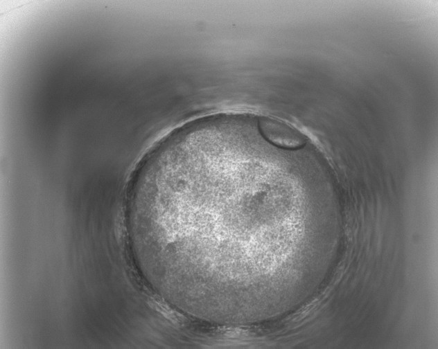 X0000068261263200605051740