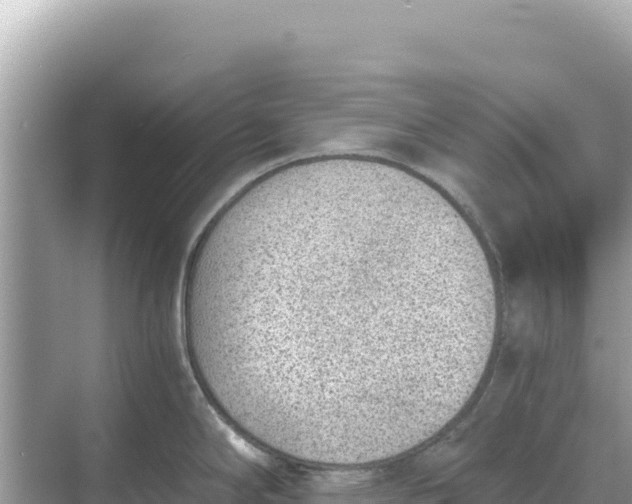 X0000068261294200605051739