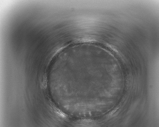 X0000068261306200605051739