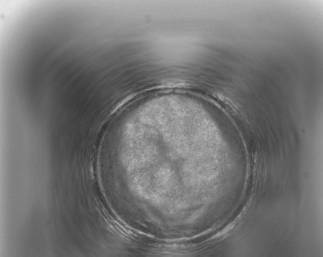 X0000068261401200605051737