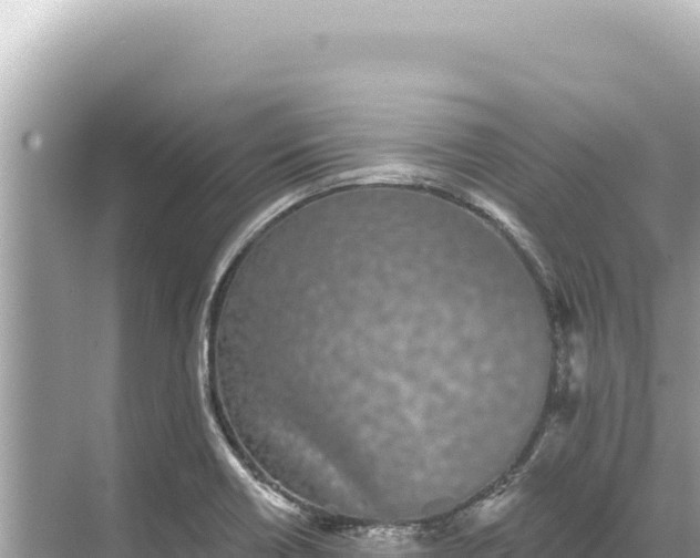 X0000068261418200605051737