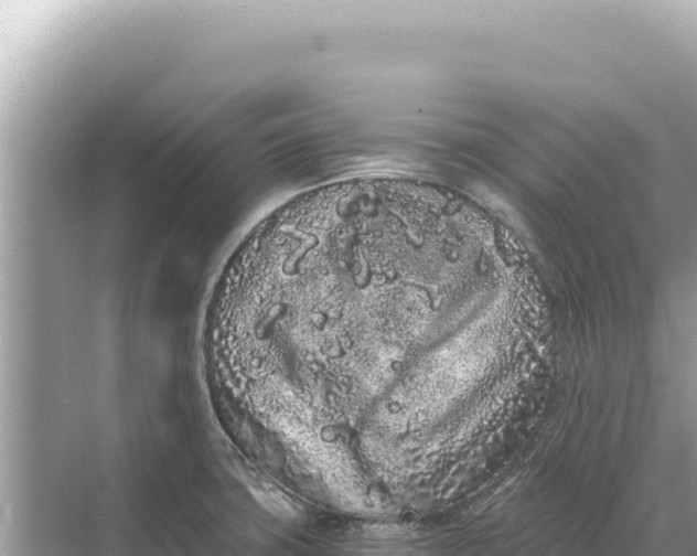 X0000068261427200605051737