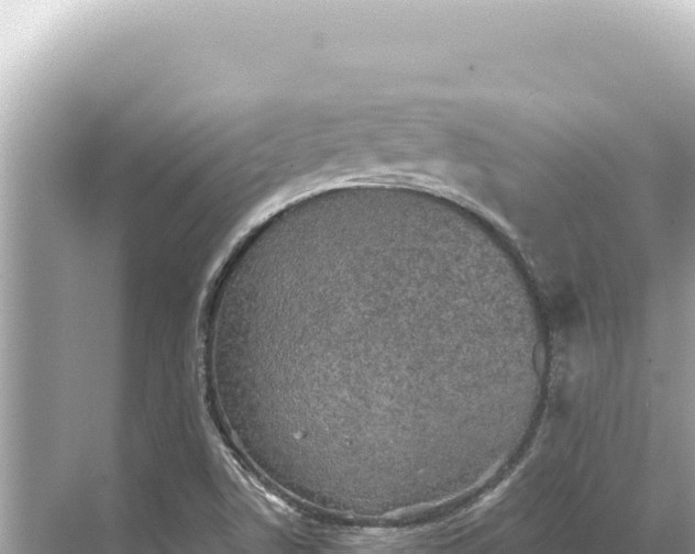 X0000068261506200605051736