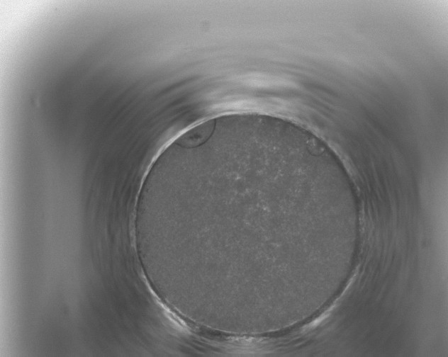 X0000068261529200605051736