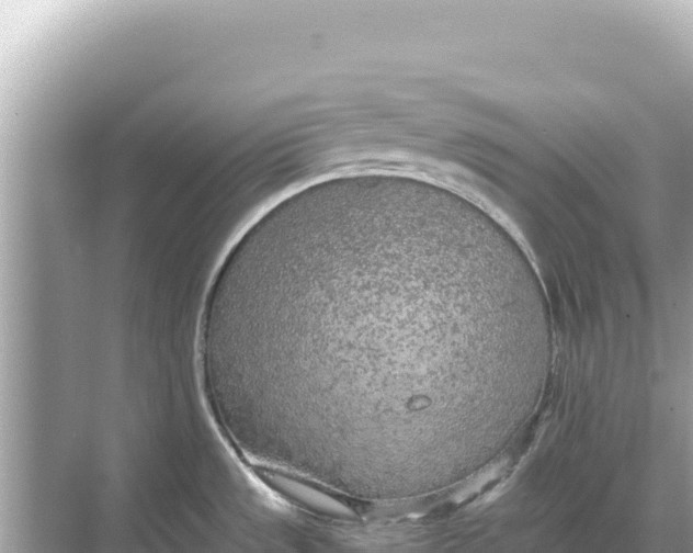 X0000068261533200605051736