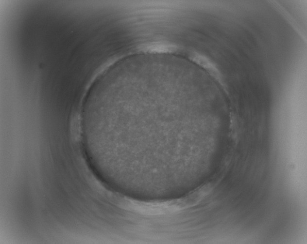 X0000068260012200605121832