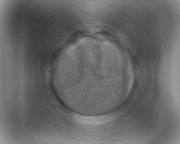 X0000068260030200605121832