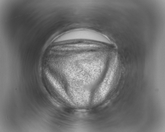 X0000068260053200605121831