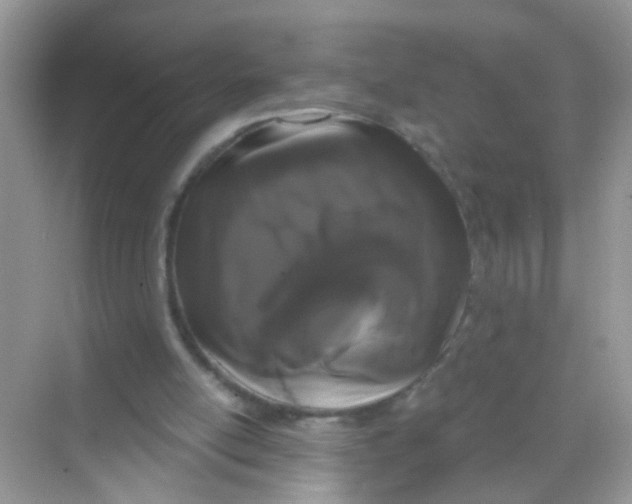 X0000068260054200605121831