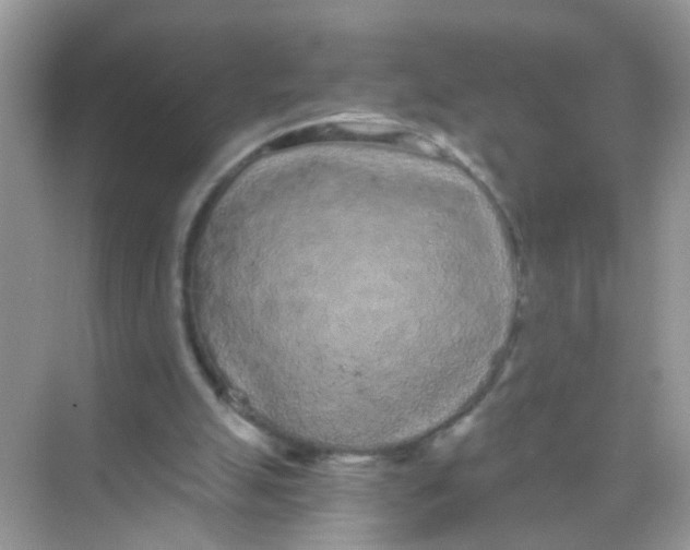 X0000068260055200605121831