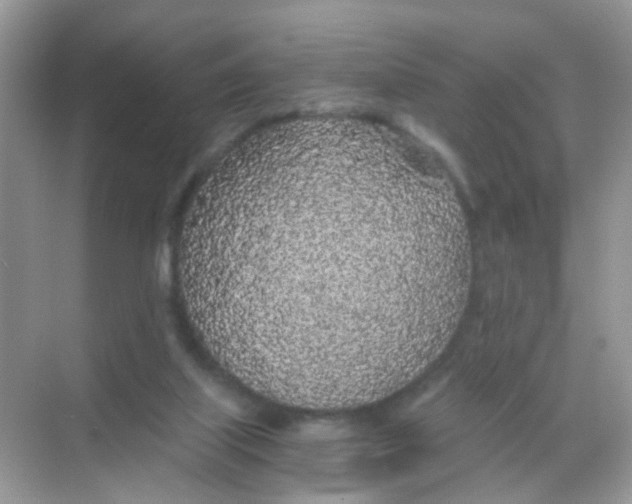 X0000068260067200605121831