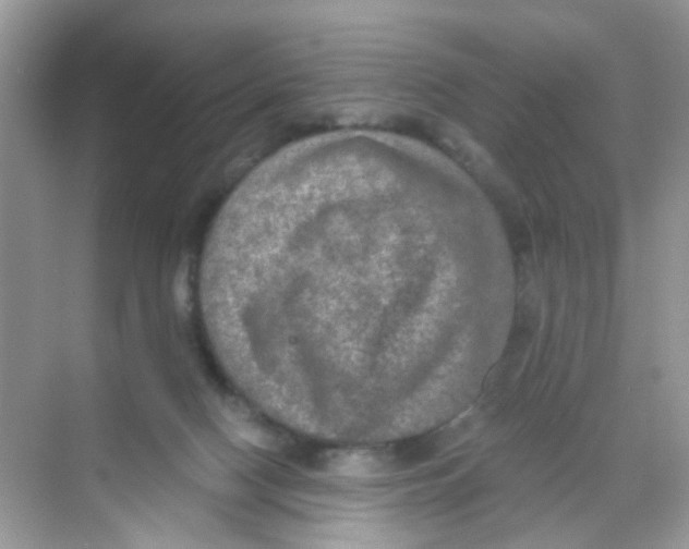 X0000068260074200605121831