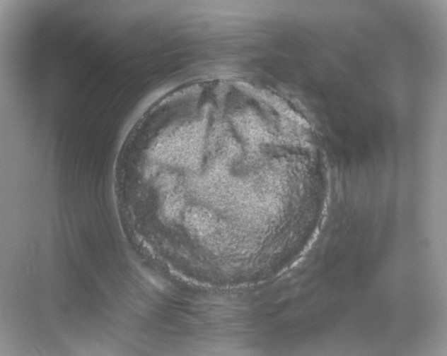 X0000068260147200605121829