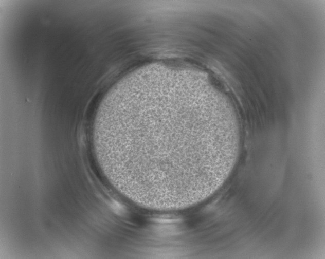 X0000068260165200605121829