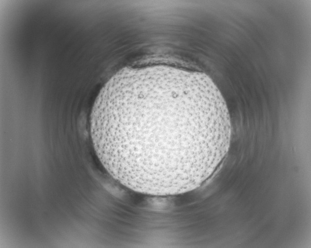 X0000068260187200605121830