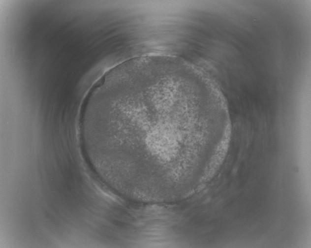 X0000068260290200605121827