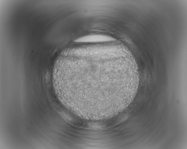 X0000068260365200605121826