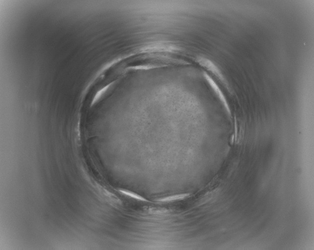 X0000068260531200605121822