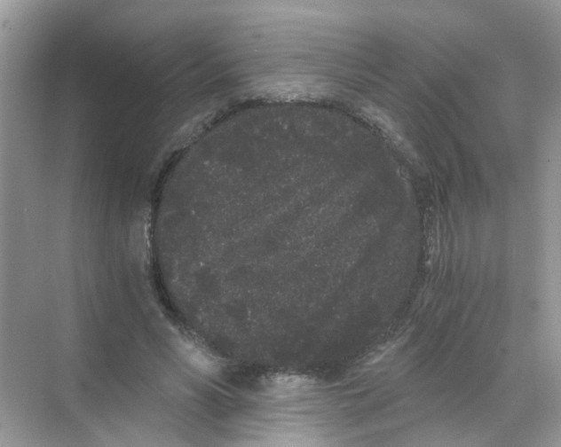 X0000068260590200605121822