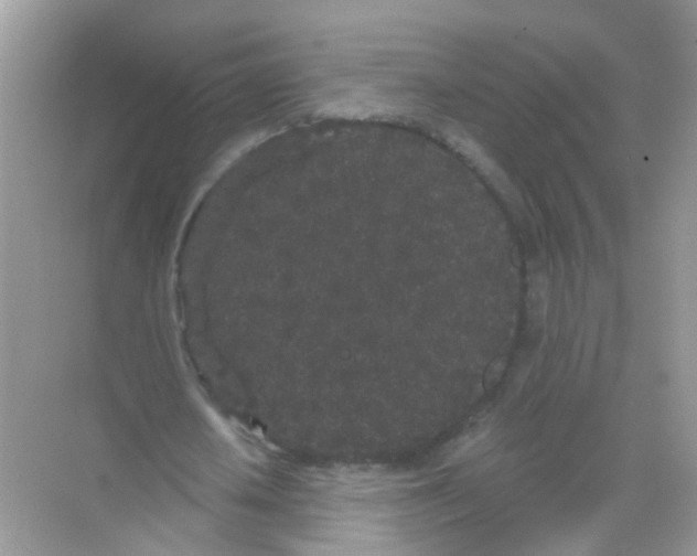 X0000068260626200605121821