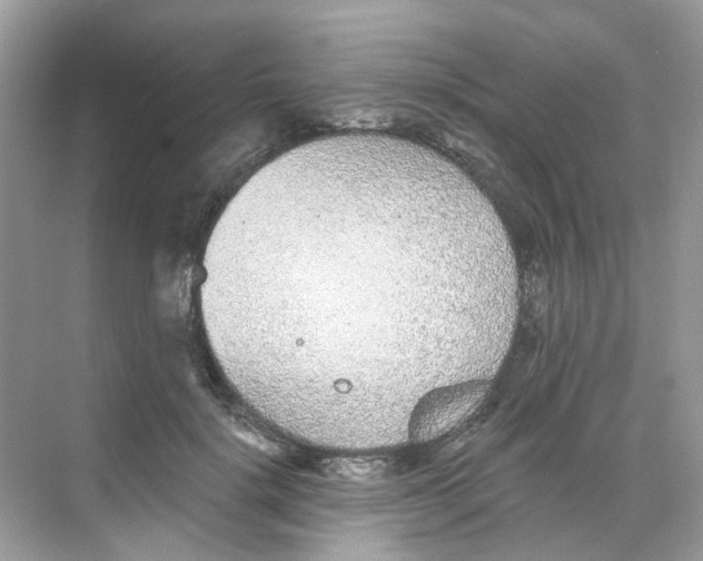 X0000068260652200605121821