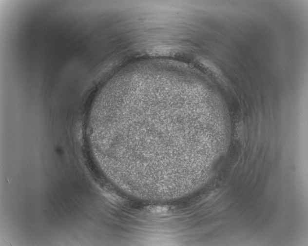 X0000068260687200605121821