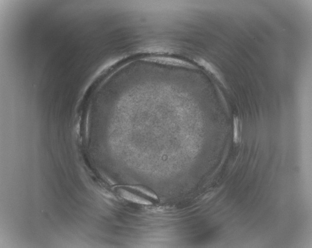 X0000068260723200605121819