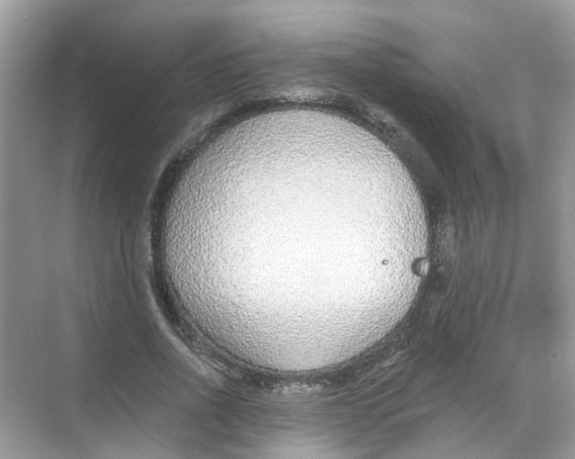 X0000068260734200605121819